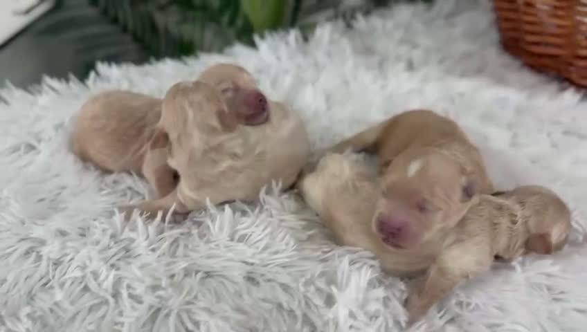 Maltipoo perros en venta: MALTIPOO MACHOS - Video 1