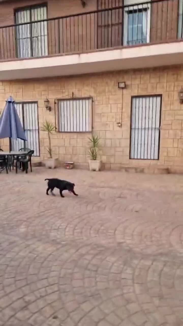 American Bully perros en venta: American bully micro - Video 1