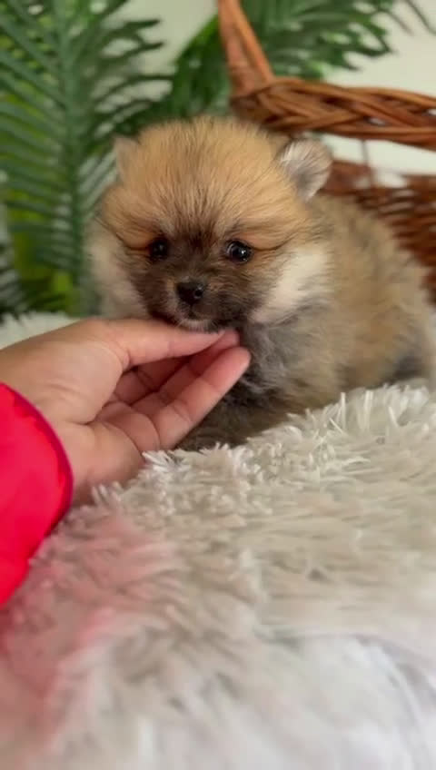 Pomerania perros en venta: POMERANIA HEMBRA - Video 1