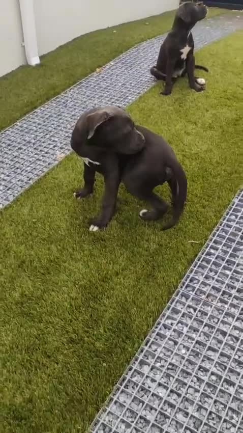 Cane Corso perros en venta: Cane corso - Video 1