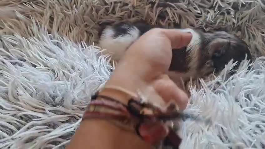 Pomerania perros en venta: POMERANIA TOY - Video 1
