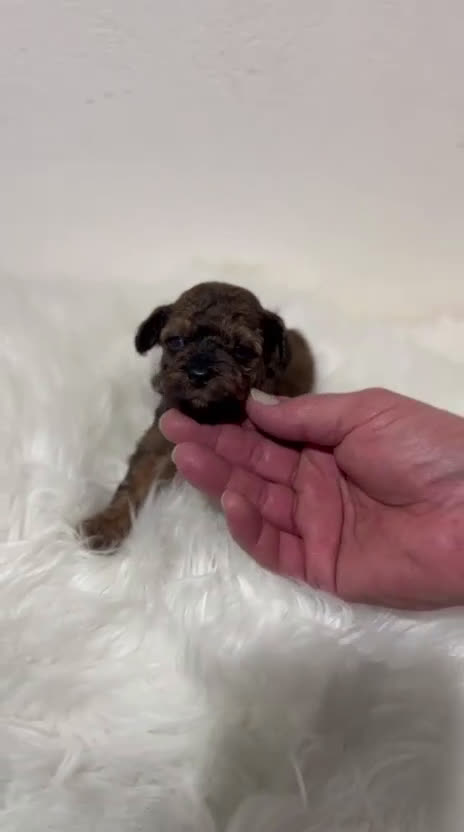 Caniche Toy perros en venta: CANICHE CHOCOLATE PHANTOM - Video 1