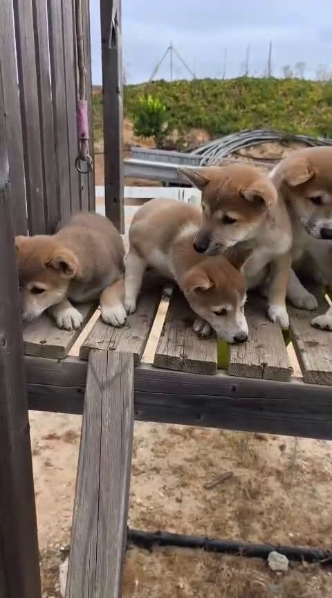 Shiba Inu perros en venta: Shiba inu - Video 1