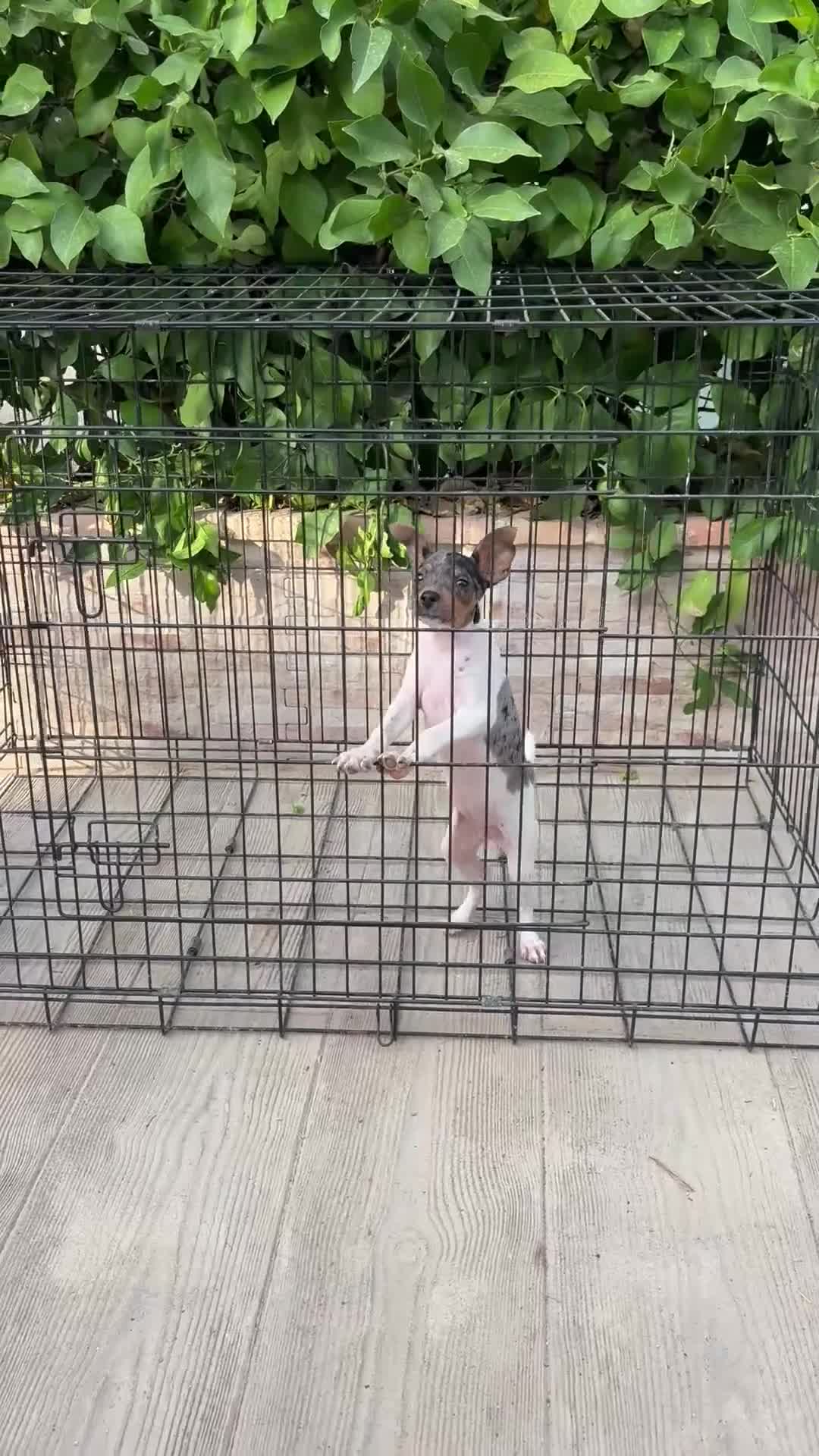 Gos Rater Valencià perros en venta: Cachorra ratera valenciano arlequín  - Video 1
