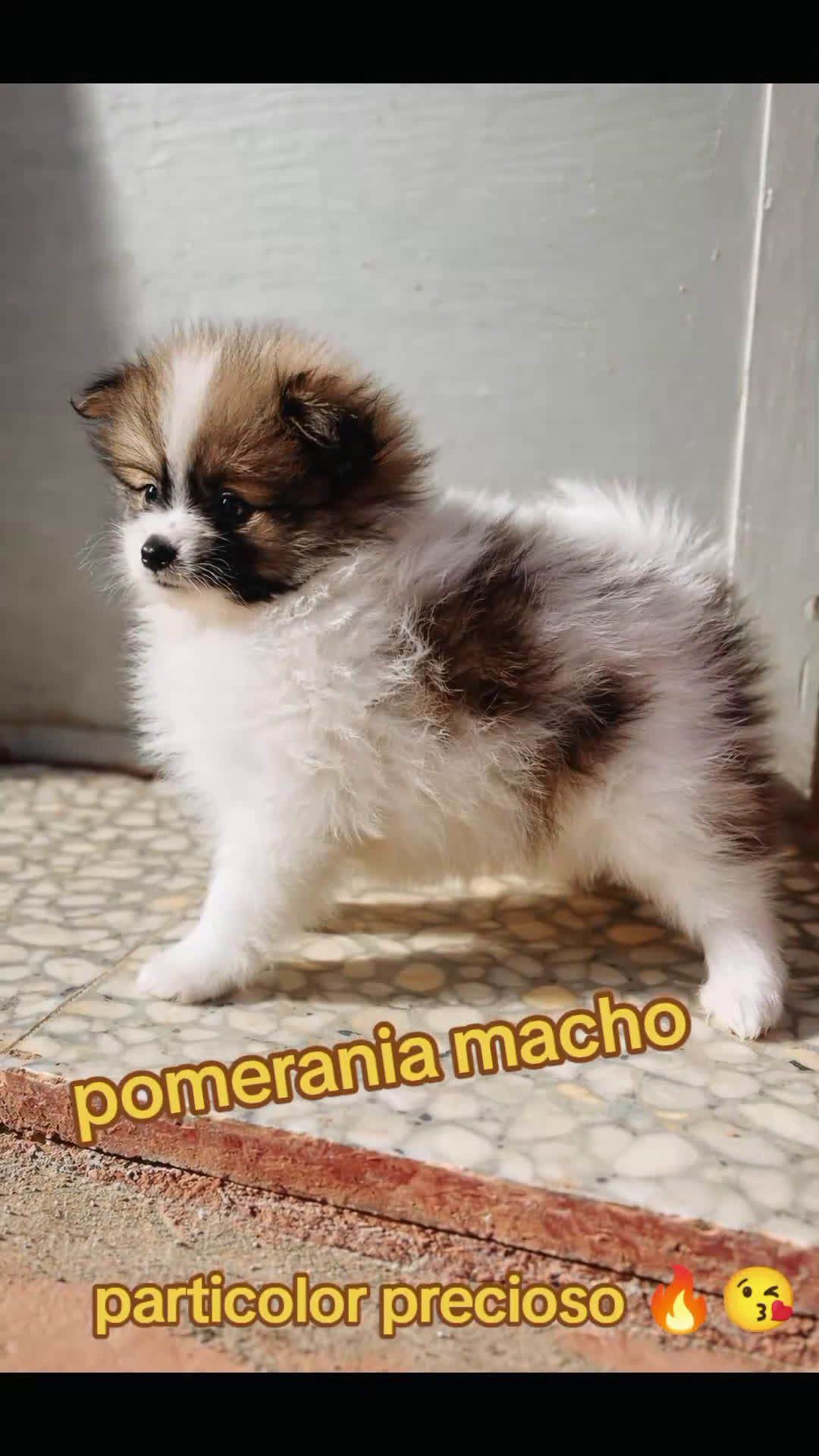 Pomerania perros en venta: Pomerania macho mini peludo - Video 1