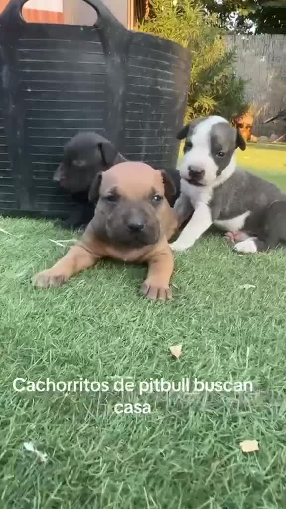 American Pit Bull Terrier perros en venta: Disponibles Pitbull XL - Video 1
