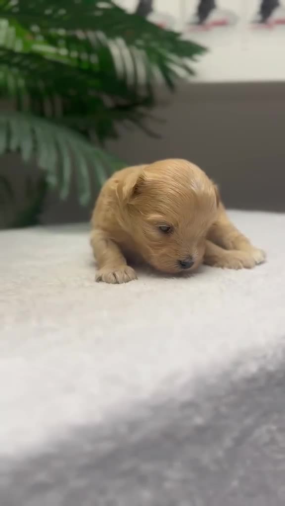 Maltipoo perros en venta: MALTIPOO - Video 1