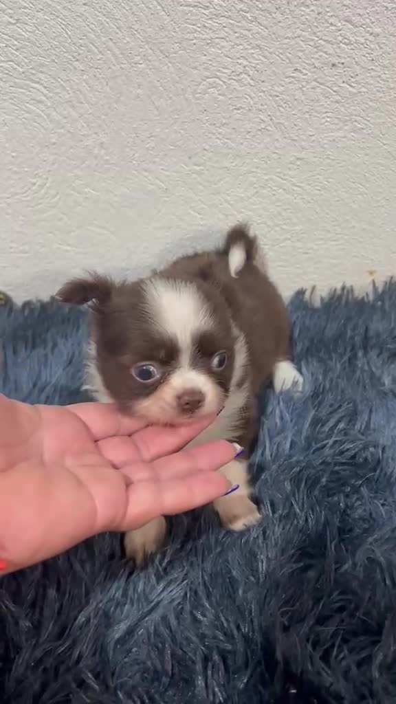 Chihuahua perros en venta: CHIHUAHUA MINI TOY PELO LARGO - Video 1