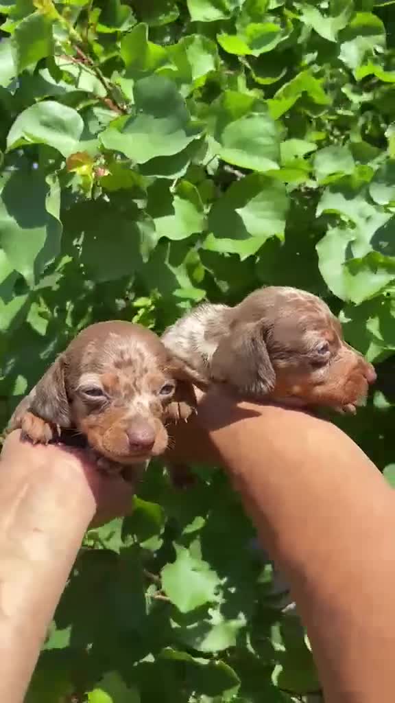 Teckel Miniatura perros en venta: Exclusiva de Teckel arlequín Mini 🌭🐾 - Video 1