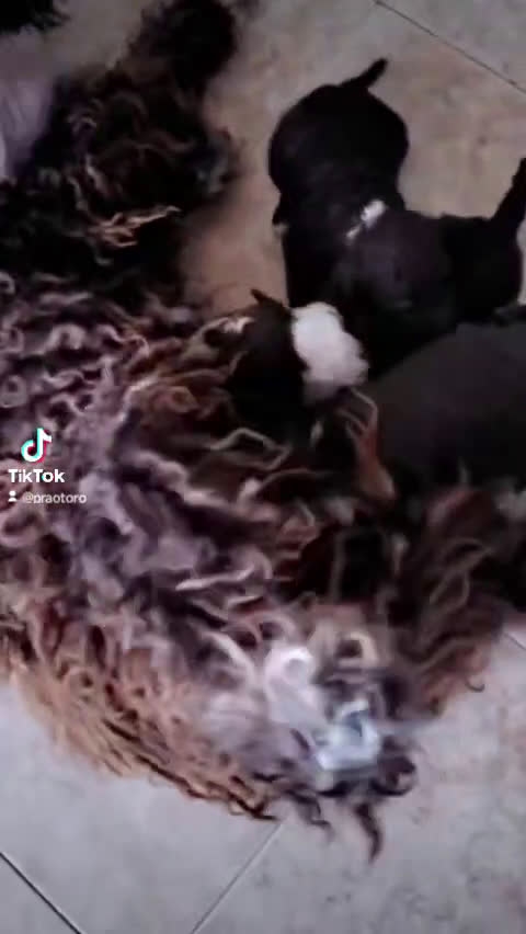 Perro de Agua Español perros en venta: Excelente camada bicolor en Zaragoza - Video 1