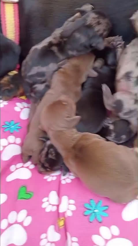 Teckel Miniatura perros en venta: Teckel miniatura  - Video 2