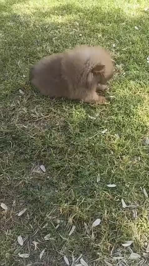 Pomerania perros en venta: Pomeranias miniaturas exclusivo - Video 1