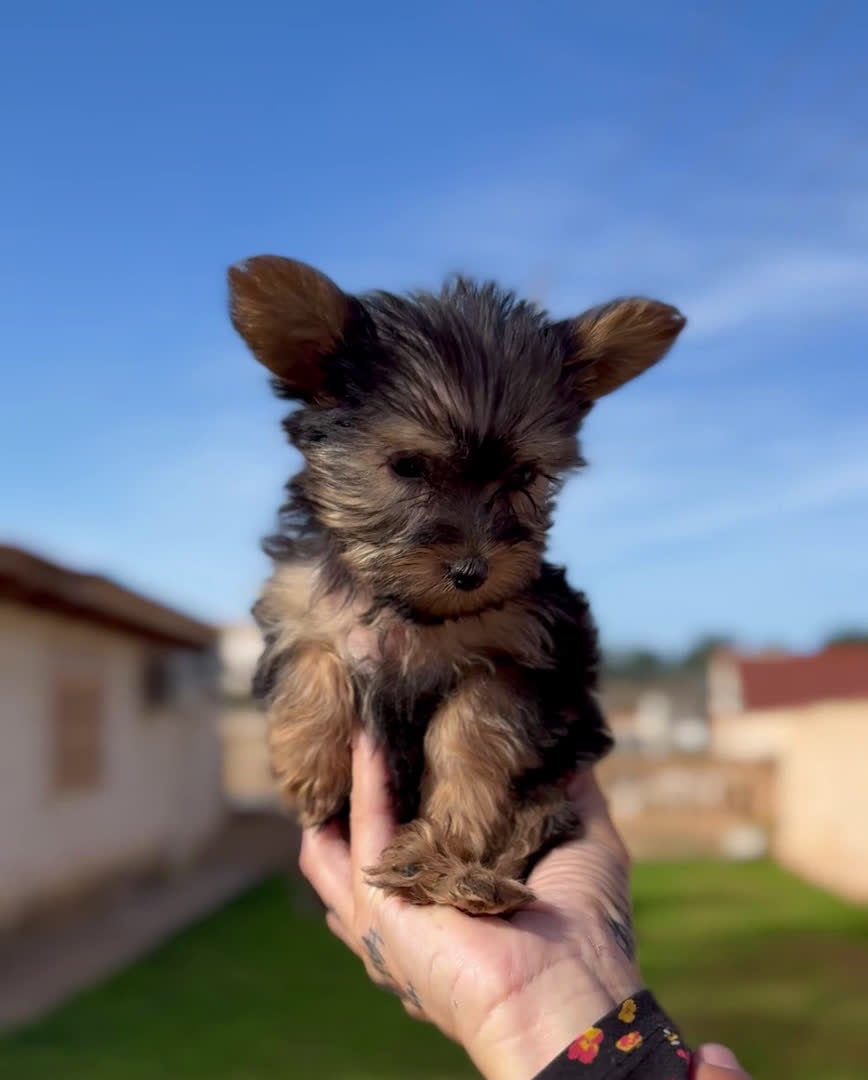 Yorkshire Terrier perros en venta: Yorkshire Toy en Illes Balears - Video 1