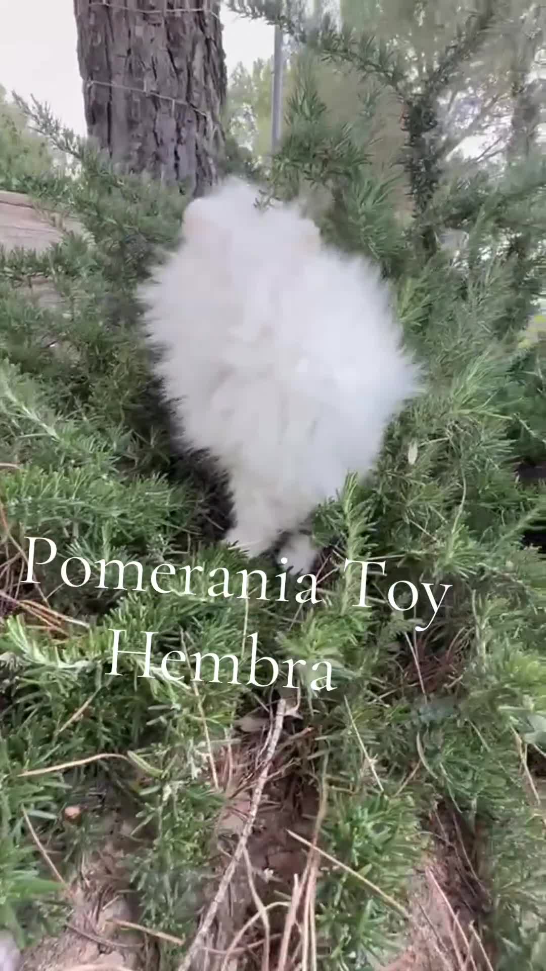 Pomerania perros en venta: Pomerania hembra miniatura!!! - Video 1