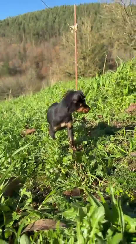 Pinscher Miniatura perros en venta: Cachorros Mini Pincher - Video 1