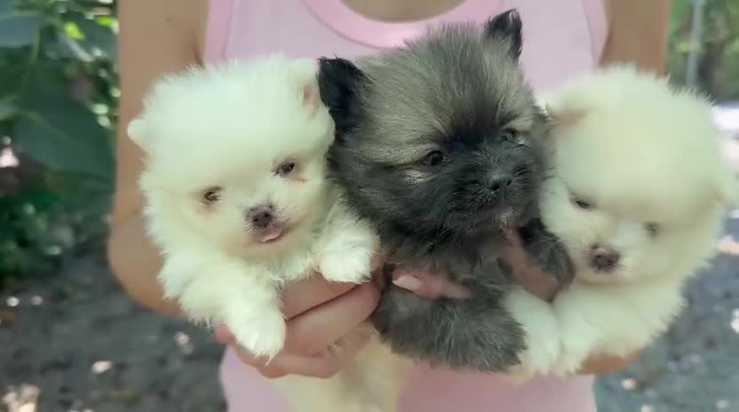 Pomerania perros en venta: Pomeranias - Video 3