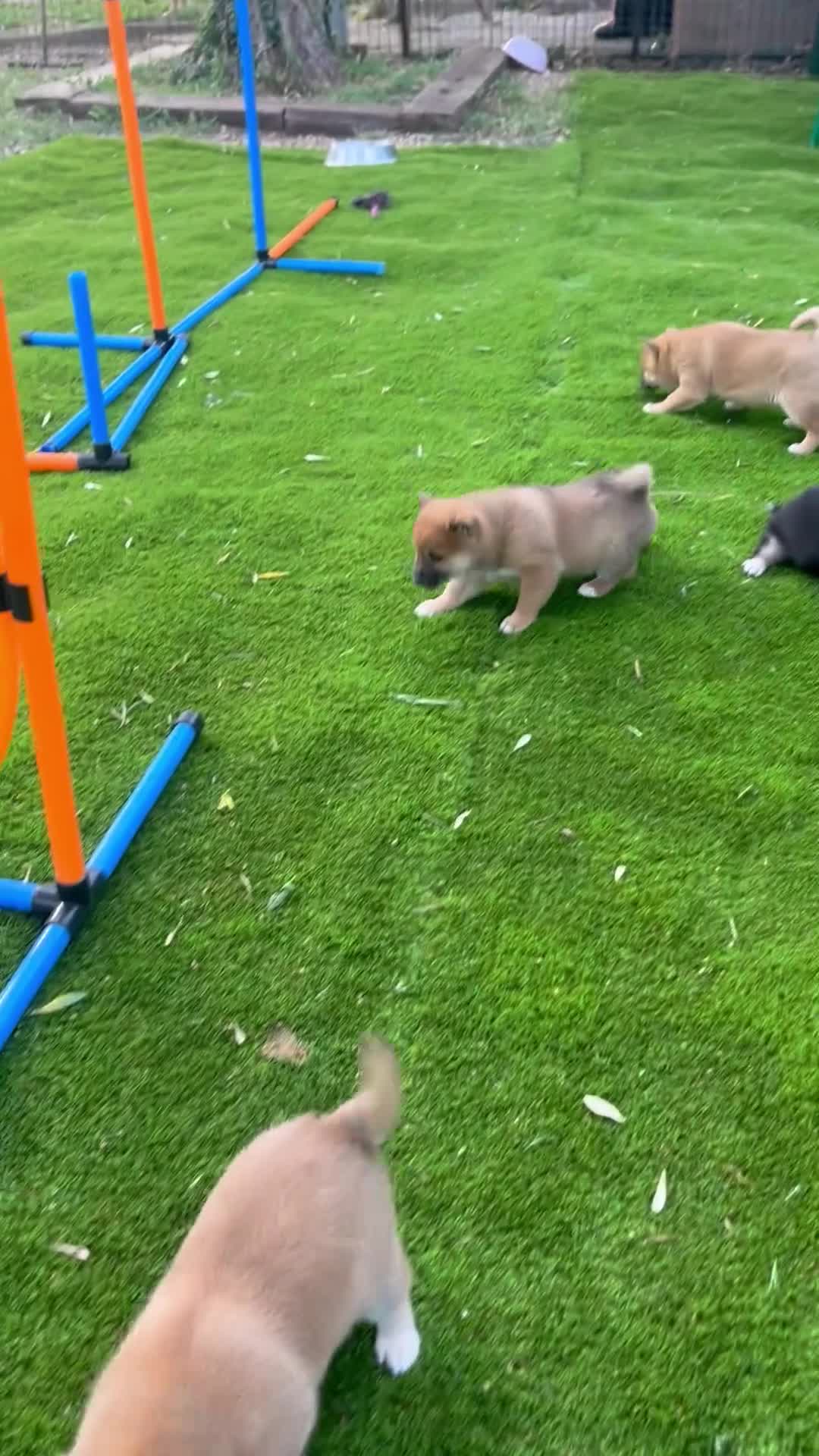Shiba Inu perros en venta: Lindos Shiba inu en Tarragona y Barcelona 🦊✨ - Video 2