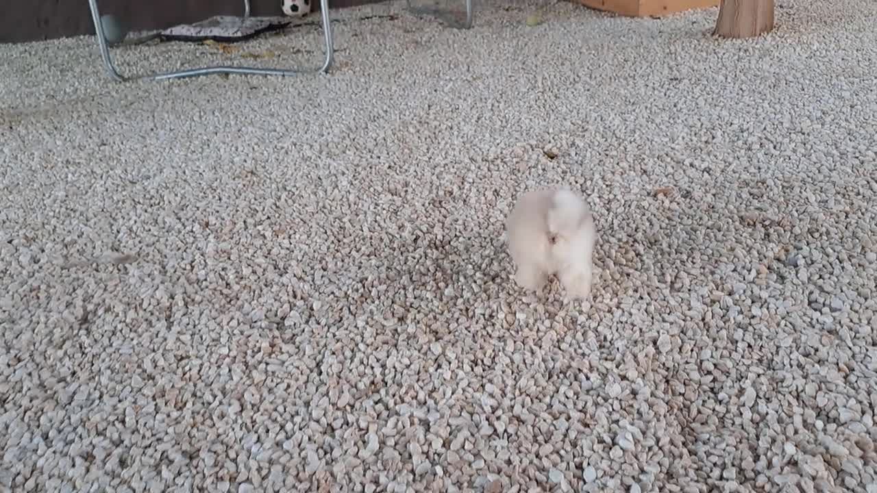 Pomerania perros en venta: Pomerania cara de Oso - Video 1