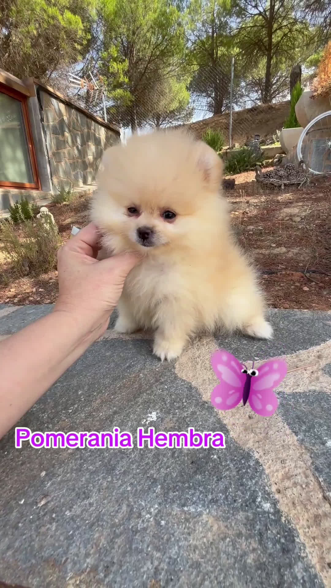 Pomerania perros en venta: Pomeranias tamaño pequeñito  - Video 2