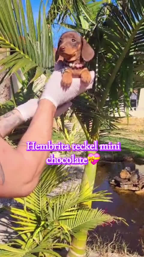 Teckel Miniatura perros en venta: Teckels miniaturas! Chocolates y negro fuegos! en Valencia - Video 2