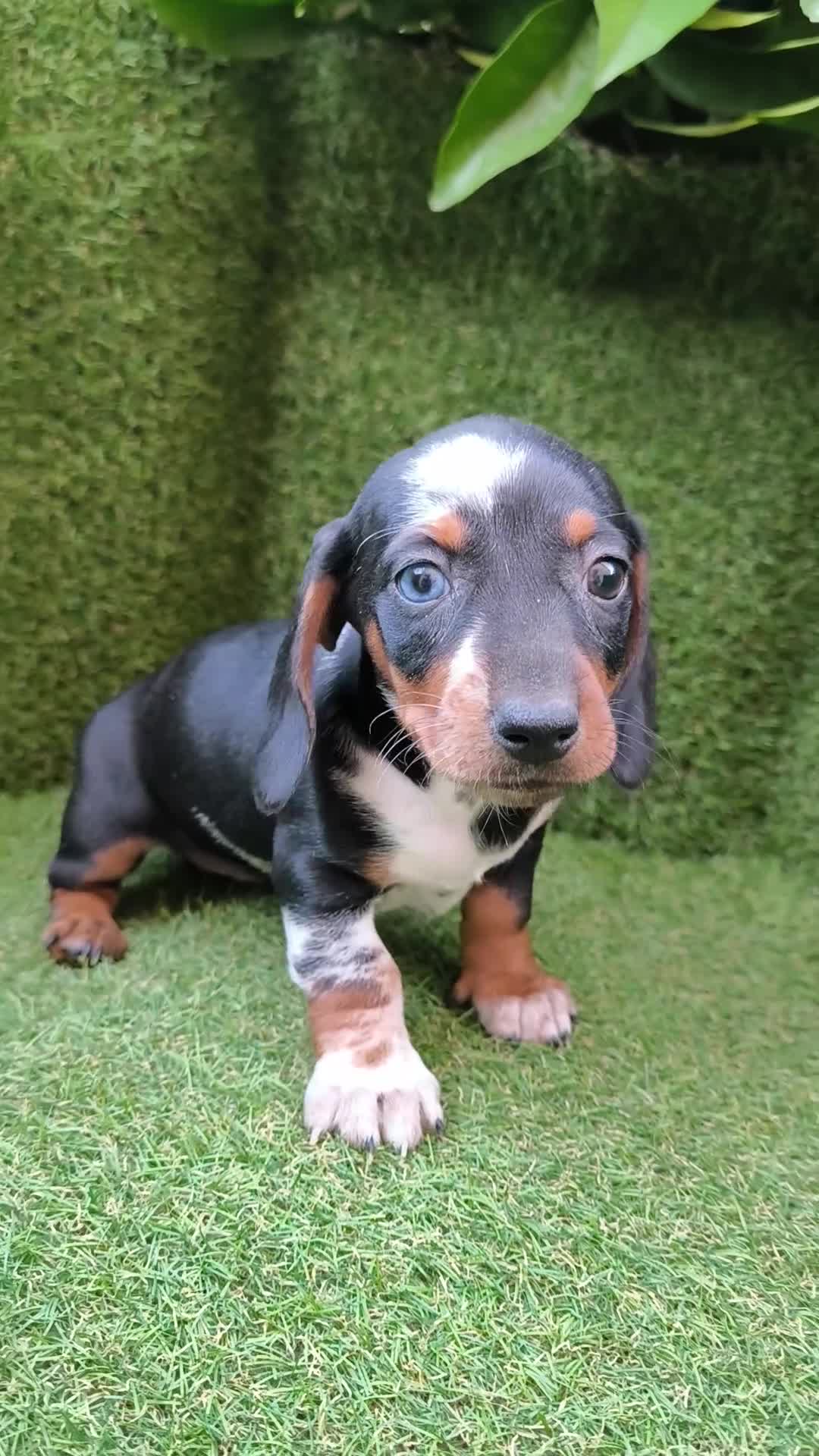 Teckel Miniatura perros en venta: preciosa camada teckel miniatura  - Video 3
