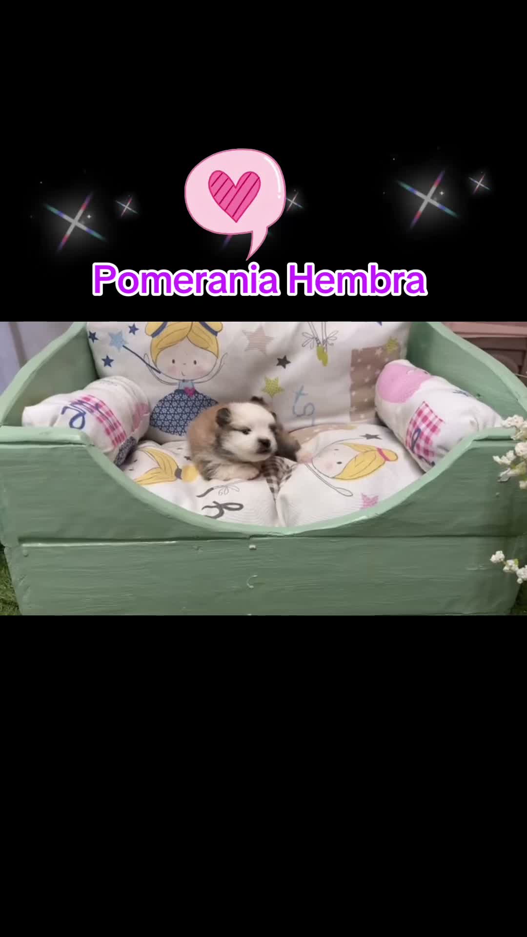 Pomerania perros en venta: Pomeranias varios colores muy bonitos!! - Video 2
