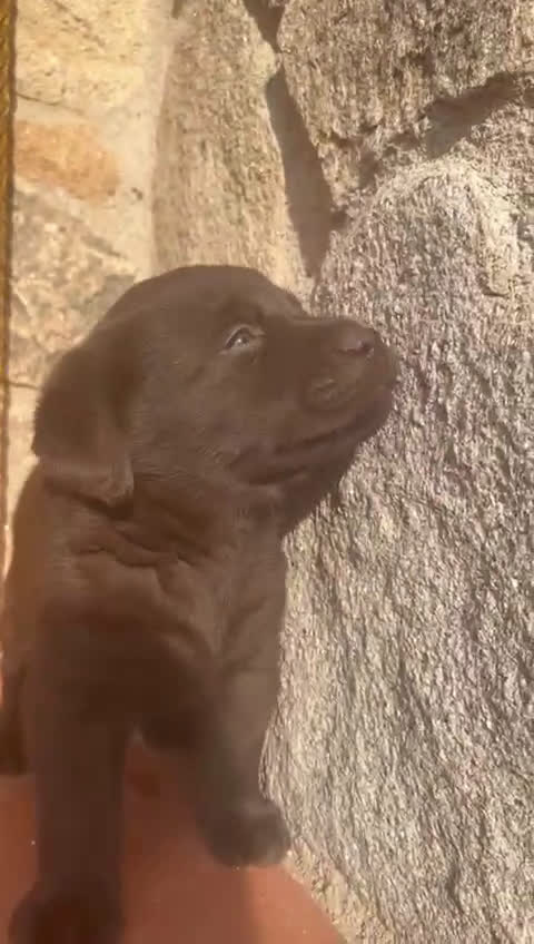 Labrador Retriever perros en venta: Cachorro macho chocolate con pedigree LOE  - Video 2