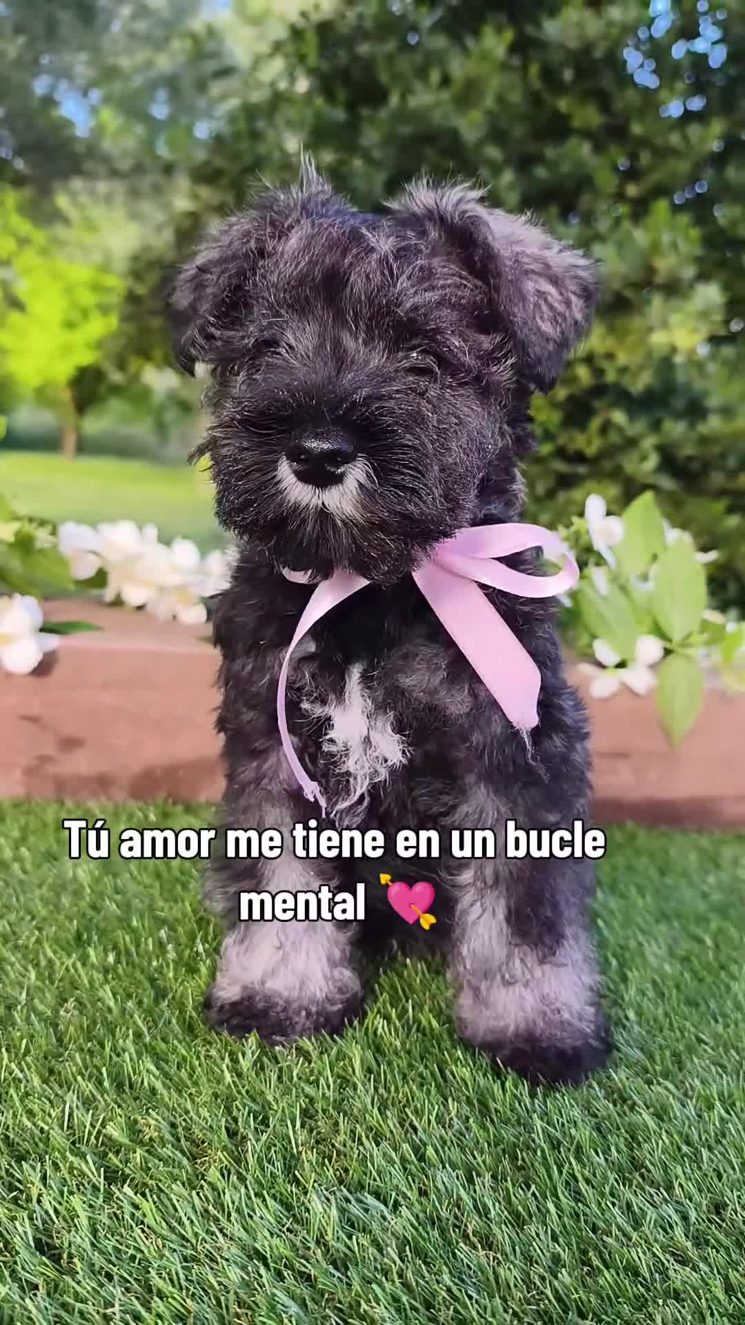 Schnauzer Miniatura perros en venta: Preciosa hembrita schnauzer miniatura 😍 - Video 1