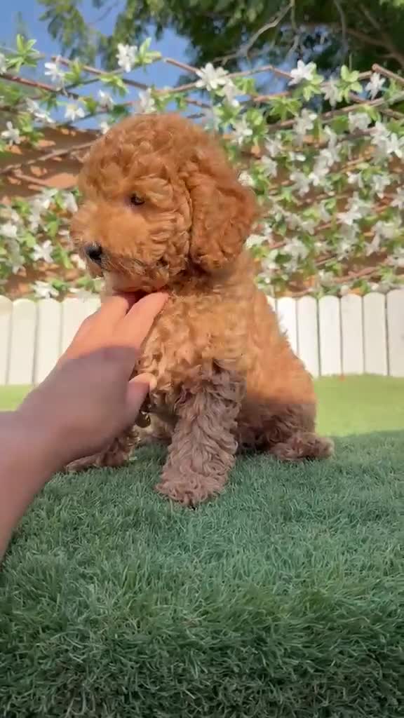 Caniche Enano perros en venta: CANICHE ENANO - Video 2
