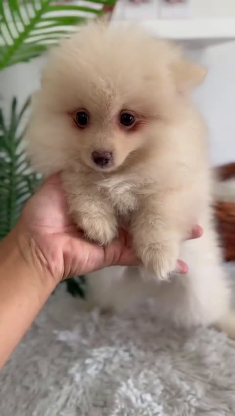 Pomerania perros en venta: POMERANIA - Video 4