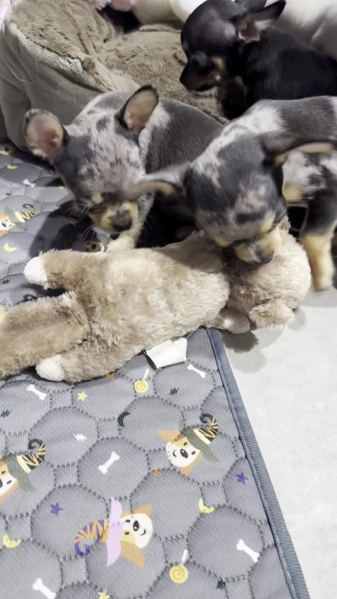 Chihuahua perros en venta: Chihuahuas minis - Video 1