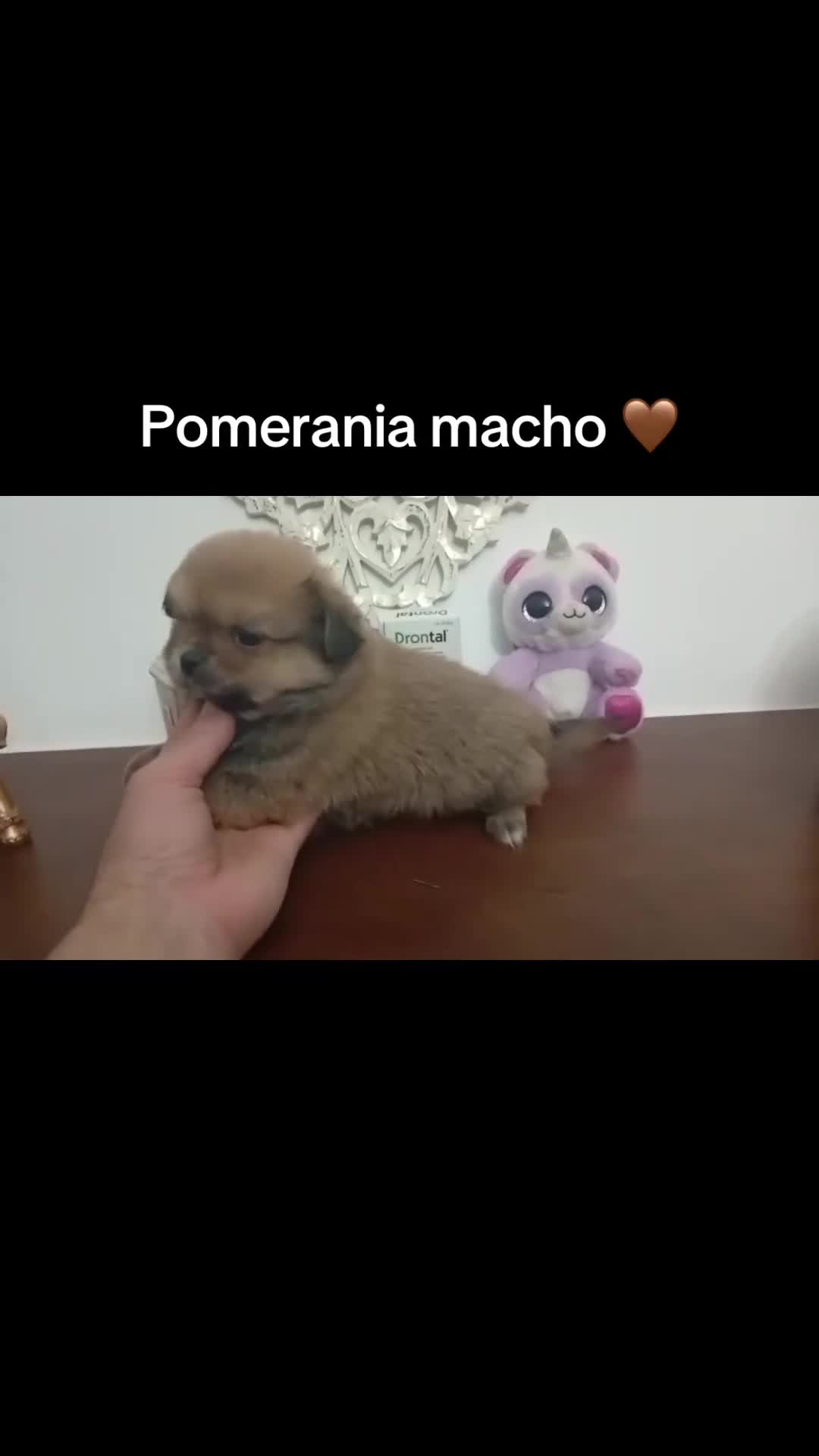 Pomerania perros en venta: Pomeranias machos  - Video 2
