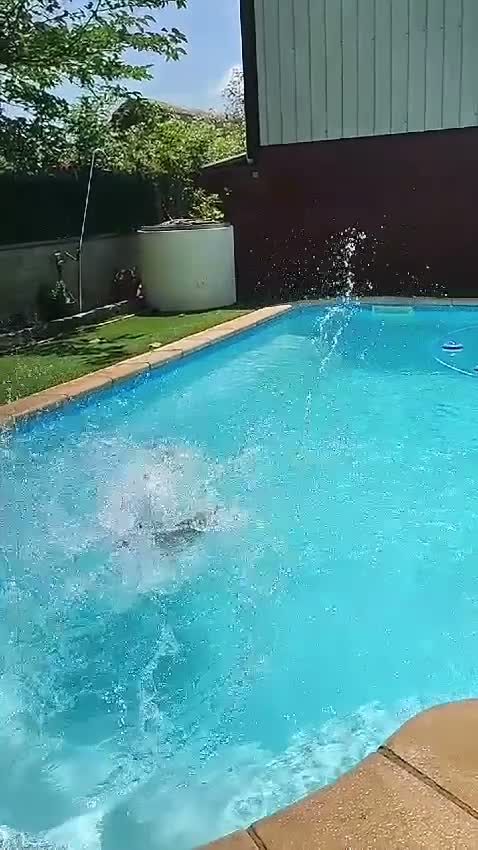 Pastor Belga Malinois perros en venta: PASTOR BELGA MALINOIS 🐾🐕 - Video 1