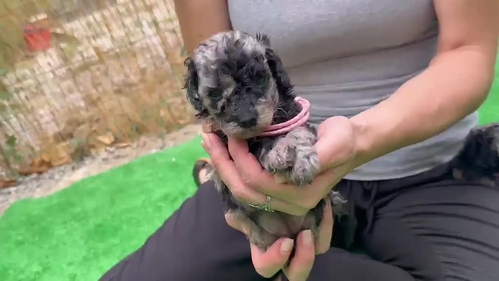 Caniche Toy perros en venta: Caniches - Video 2