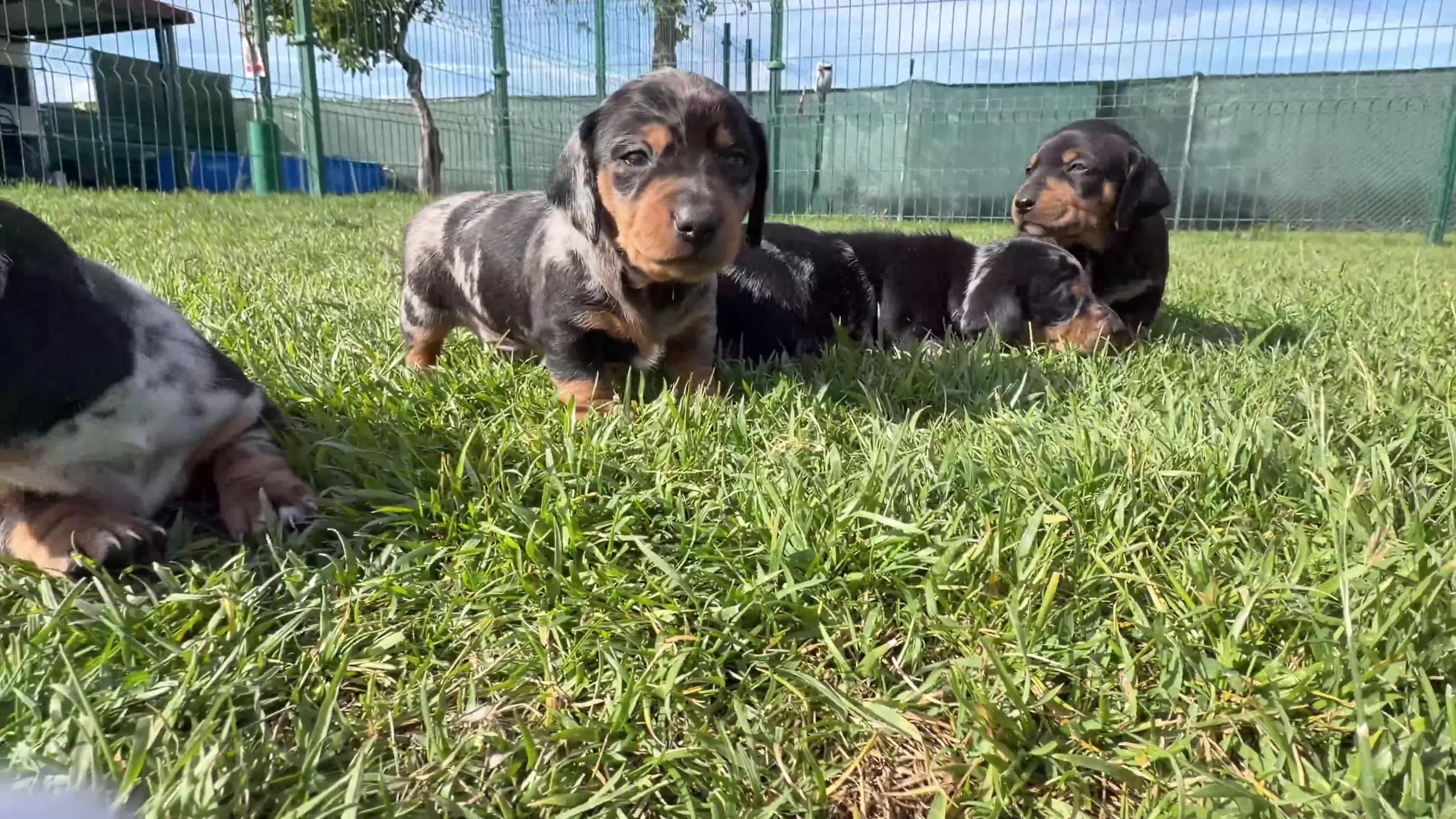 Teckel Miniatura perros en venta: Preciosos Teckel miniatura machos arlequín plata - Video 2
