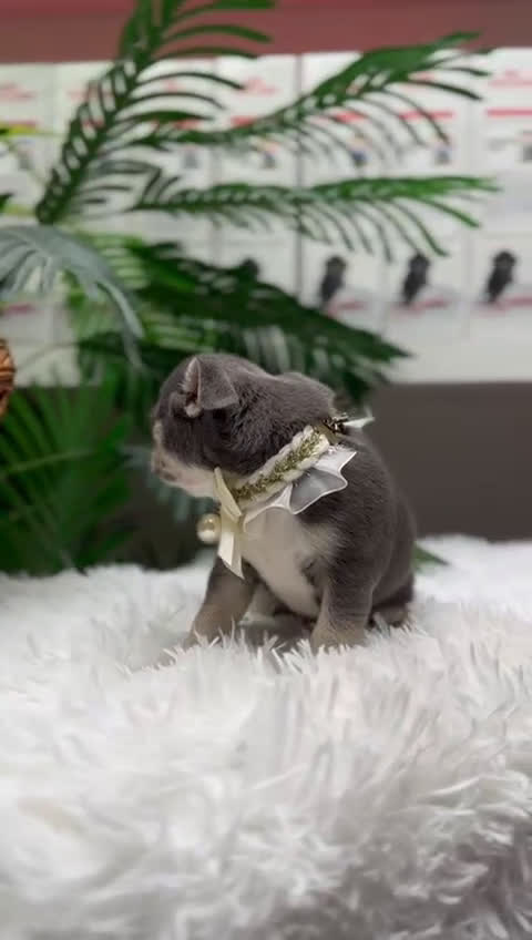 Chihuahua perros en venta: CHIHUAHUA - Video 1