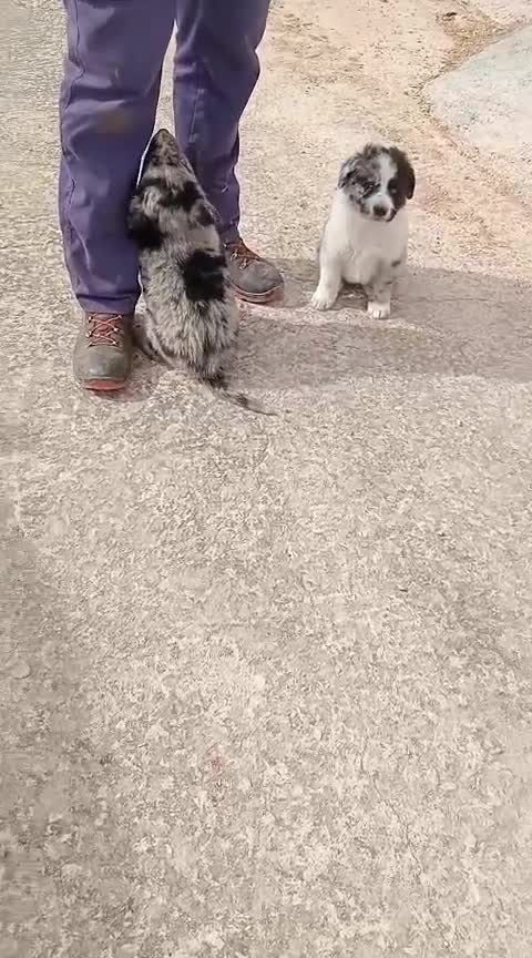 Border Collie perros en venta: Border collie  - Video 1