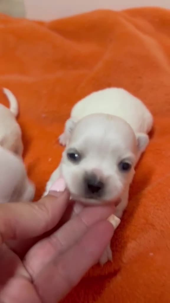 Chihuahua perros en venta: Chihuahuas mini - Video 1