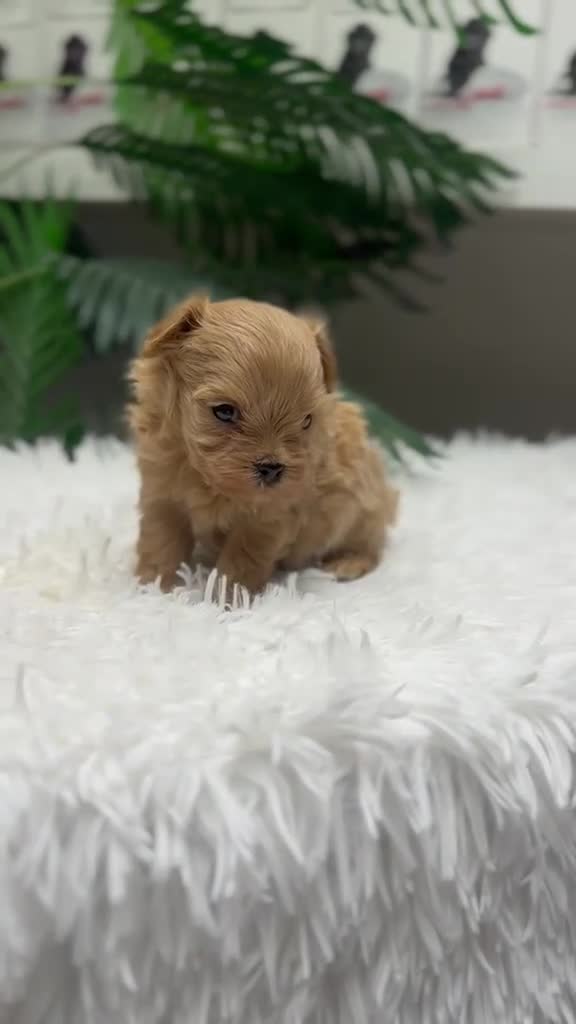 Maltipoo perros en venta: MALTIPOO 100%  - Video 1