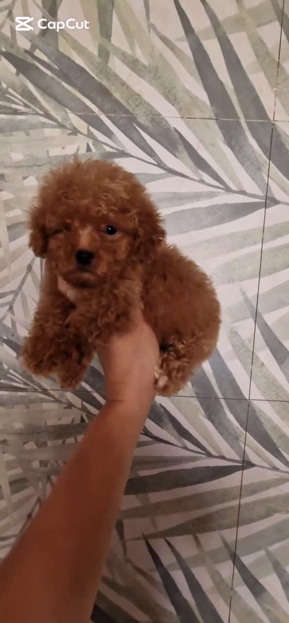 Caniche Toy perros en venta: MACHO CANICHE TOY  - Video 1