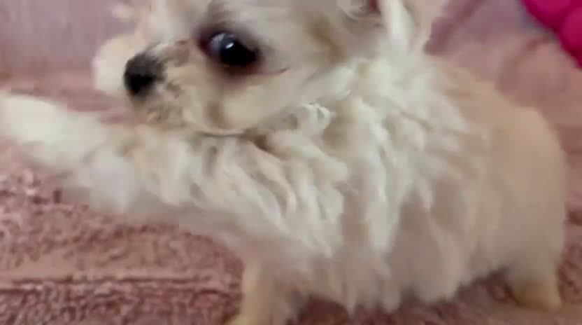 Bichón Maltés perros en venta: BICHÓN MALTÉS COREANO Mini - Video 2