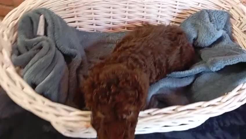 Perro de Agua Español perros en venta: Perros de agua  en Barcelona - Video 1