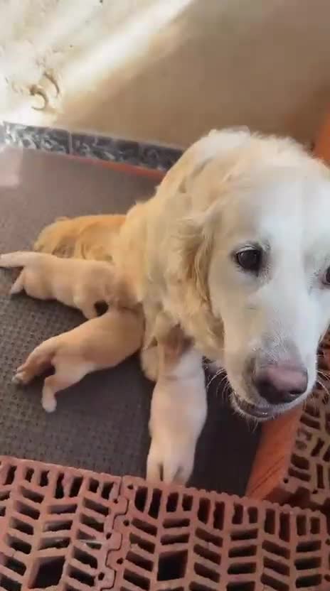 Golden Retriever perros en venta: Excelente camada de golden retriever  - Video 1