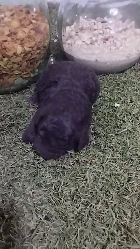 Perro de Agua Español perros en venta: Preciosos Perros de agua - Video 4