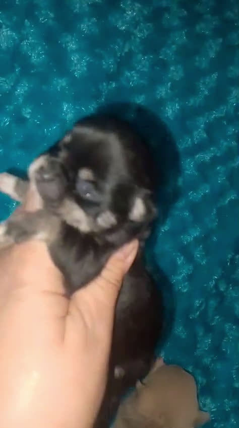 Chihuahua perros en venta: lilac con ojos grises y negros tricolor  - Video 2