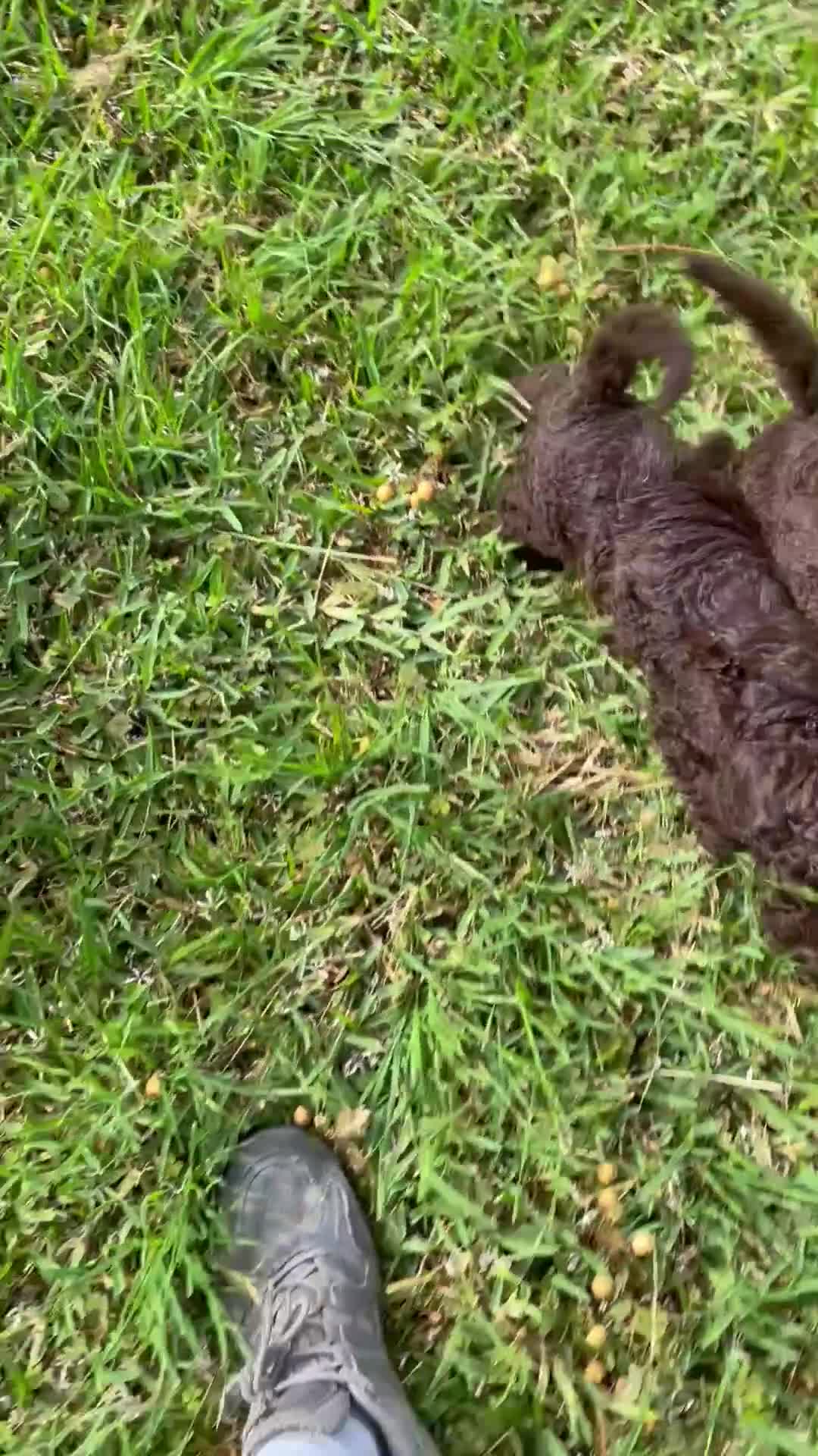 Perro de Agua Español perros en venta: Perro de agua español - Video 2