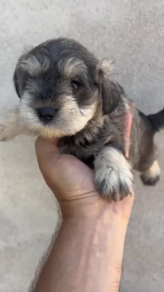 Schnauzer Miniatura perros en venta: Schnauzer miniatura sal y pimienta  - Video 1
