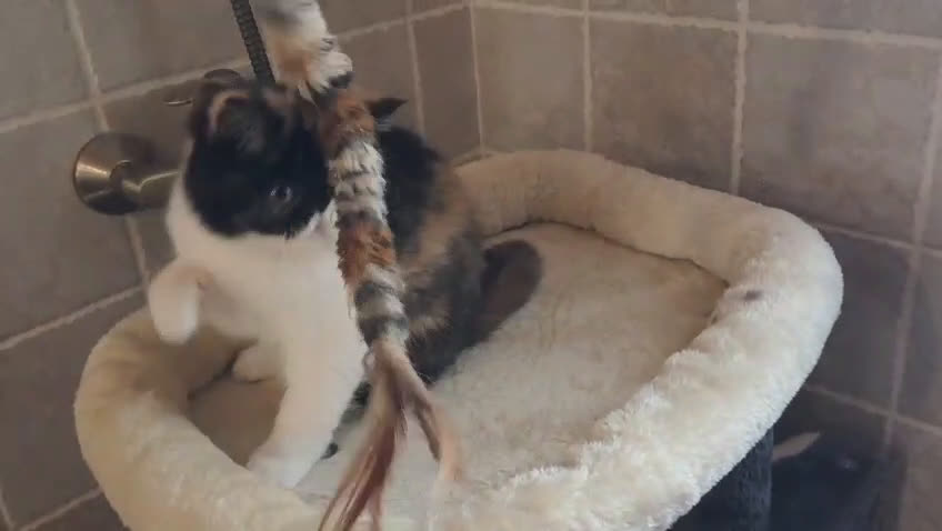 Exótico de Pelo Corto gatos en venta: Gatita Persa Exotica - Video 1