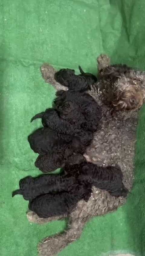 Perro de Agua Español perros en venta: Machito de perro de agua - Video 4