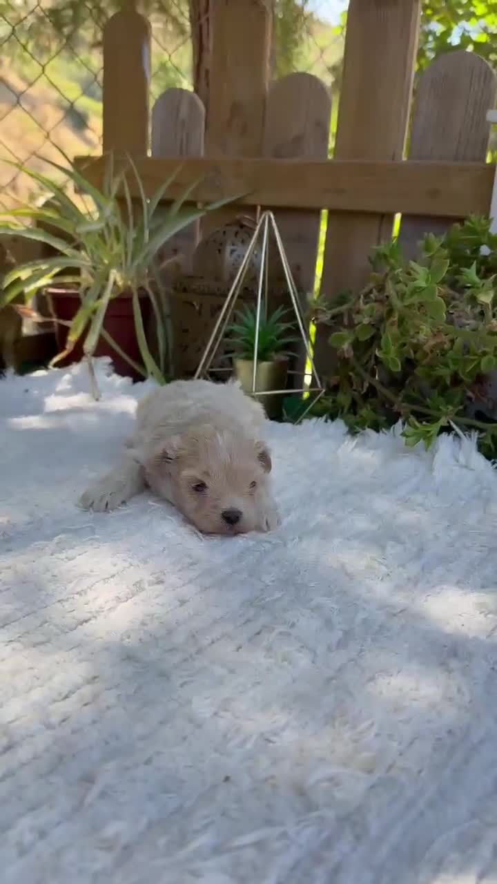 Maltipoo perros en venta: Machos De Maltipoo Apricot Toy Preciosos  - Video 2